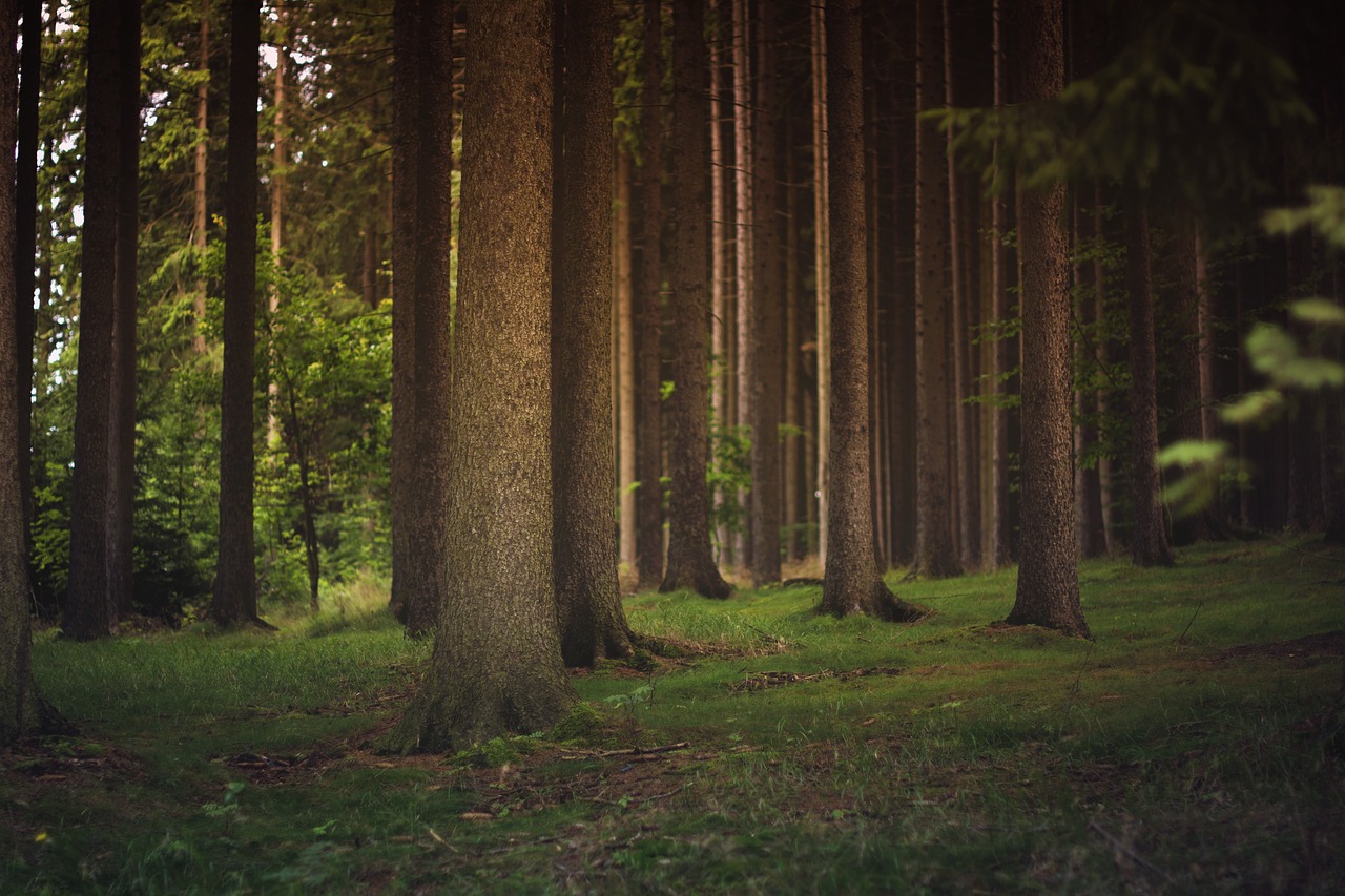 The Role of Urban Trees in Fighting Climate Change